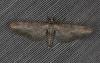 Eupithecia subumbrata